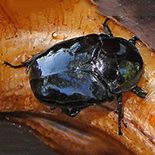 Diplognatha gagates